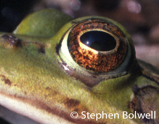 An edible frogs eye. The amphibian eye is very beautiful, but it gives little away.