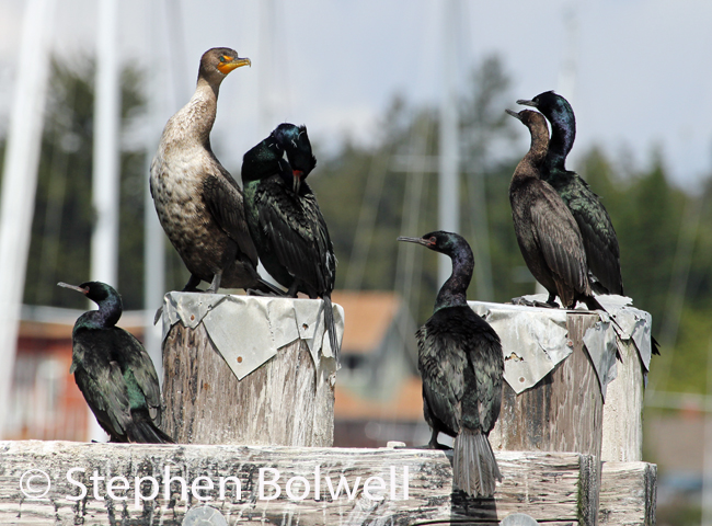 No fun for cormorants though - just a great place to rest up after a busy day's fishing.