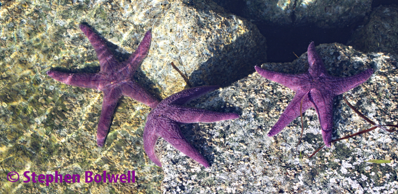 Purple ochre stars on rocks at the end of the pier.