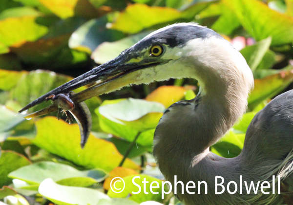 To exist alongside herons and many other predators amphibians usually produce large numbers of offspring and all are of the larval stages are initially tied to the water.