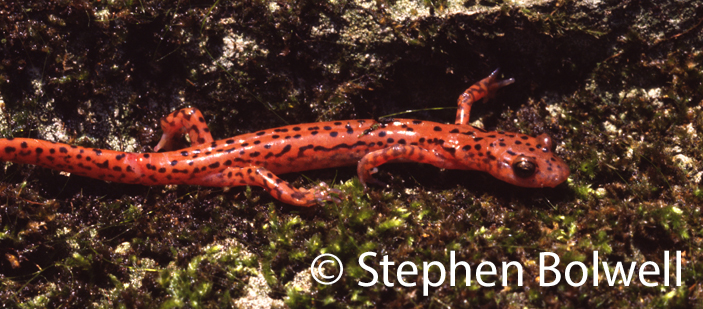 This North American red salamander is also very colourful, but many species are less inclined to be dandies.