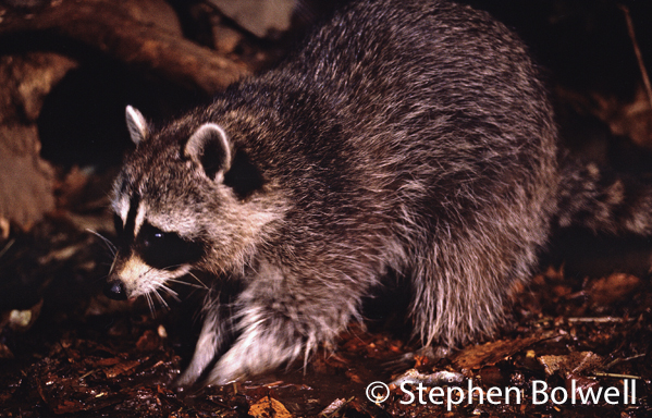 This is a raccoon on an open outdoor set, his name was Wille and he's been given water and appropriate food - so that I can film him dabbling - searching with his front paws and then washing his food.