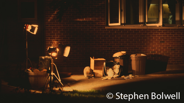 A wild raccoon in a not quite so wild urban setting in the U.S.A.. The only part of the set up is extra lighting and extra food, although dumped food is not exactly unusual in any unrban situation.
