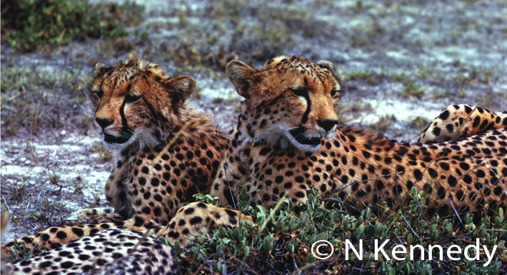 With cheetahs - there's a lot of sitting around waiting.