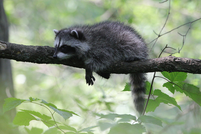 Read more about the article There’s More to a Raccoon Than a Davey Crockett Hat.