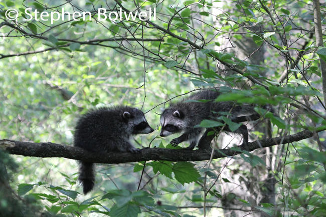 A recent digital image - and an impossible shot to make successfully on film in very low light conditions. How can you resist these critters, trying to bat one another off a low branch - just for fun!