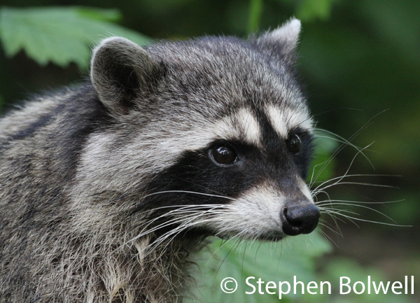 A young racoon living appropriately where he belongs in North America.