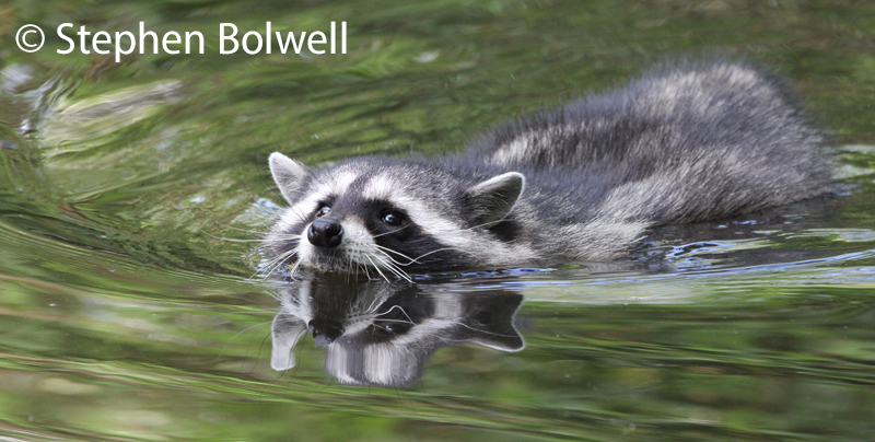 This is a wild raccoon. I watched his progress from behind, worked out that he was going for a swim -ran along the bank and found a bridge and returned to catch him arriving on the bank from the front. I could see it in his eyes - 'Oh, it's you again!'