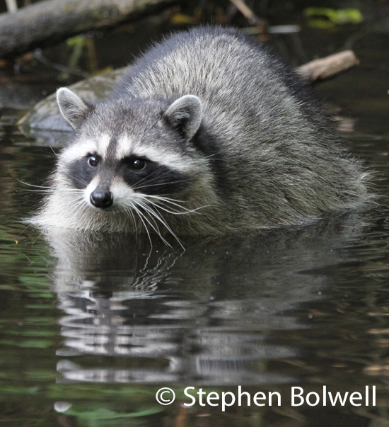 Another raccoon in a natural situation in Canada.