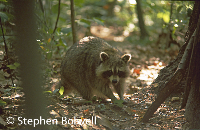 A raccoon in natural habitat on the North East Coast of North America.
