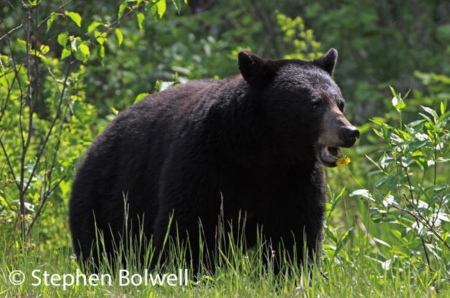 In urban B.C. many roadside verges are not managed sympathetically to nature, but drive a little way out of town and you might see a black bear that has specifically come to the roadside verge to gorge on spring dandelions - a non-native weed that is favoured by bears not so long out of hibernation something you don't see very often in West Sussex.