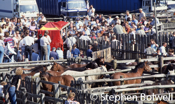 Beauileu Road pony sales some time during the 1990s, but that doesn't really matter - not a lot has changed over the years apart from ladies hairstyles. It was just such a local named Purkis that found and hauled the kings body to Winchester. Purchase is a local name and until fairly recently there was a butchers shop run under that name in Brockenhurst.