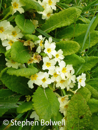 My favourites are primroses.