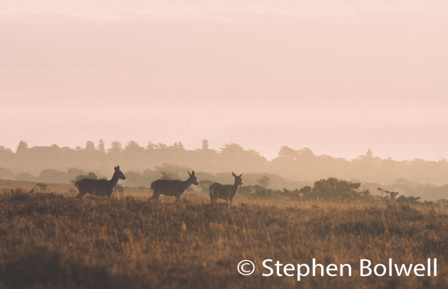 'Forest' might seem an odd description for a place with so much open heathland, but there is a timeless quality here. This might have been taken during the Middle Ages, but sadly bak then there were no cameras to show exactly how it looked.