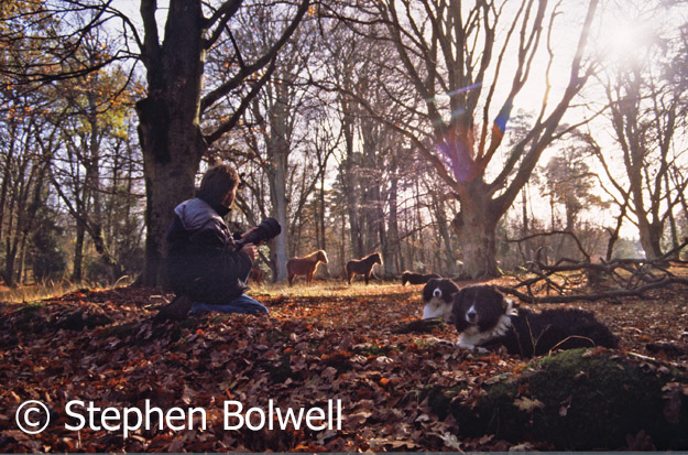 I have no problem with dog owners on the Forest, I owned dogs myself and they often accompanied me... when I wasn't filming deer!