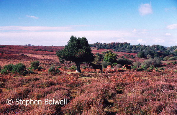 Classic New Forest Heathland during summer as it was at the end of the 1990s as ponies come to a lone holly tree to seek shelter.
