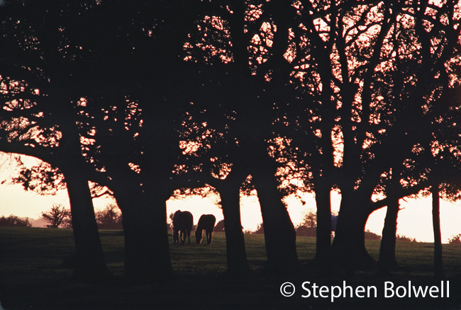 The creation of the New Forest landscape is down to management with particular emphasis on the grazing of livestock but its scenic beauty is not in question.