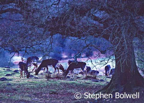 Besides livestock, a great many deer graze within the Forest. Fallow are though to have been introduced by the Romans and they remain very successful.
