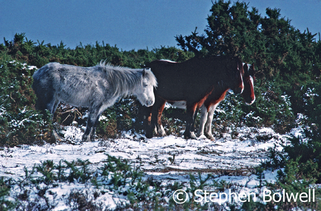 During winter conditions can be harsh even for hardy New Forest ponies - but it is wet and cold rather than dry and cold that really gets to them.