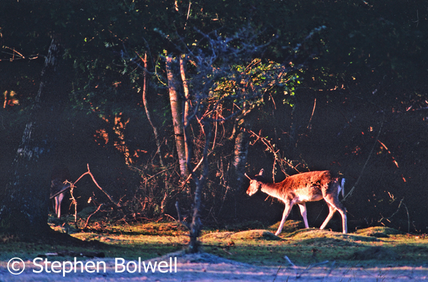 An Image used for one of videos and a DVD's on the New Forest.