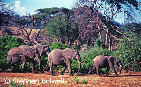 On open plains early morning and evening are key times for animal activity.