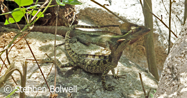 This pair of basilisks remained together for some time, largely ignoring me as I didn't get too close and went only when their chosen sight went into shadow. rock.