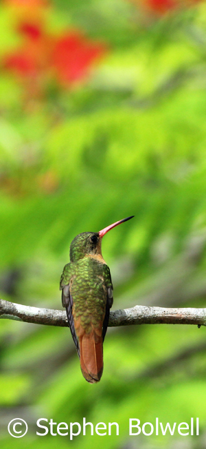 Hummingbirds in particular utilise flowers colour.