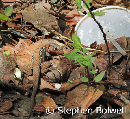I said that I would avoid litter, but once you are taking pictures on the ground it can be difficult.
