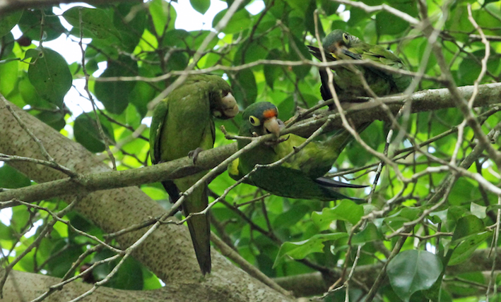 I am having trouble photographing orange fronted parakeets in the gloom of the canopy above me.