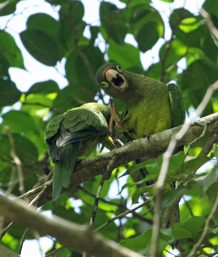 These are orange-fronted parakeets, despite their name they look more parrot than parakeet.