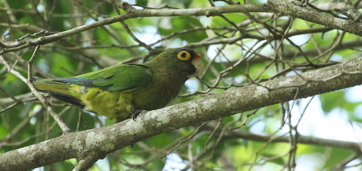 A single parrot moves into the light, and I get a picture before it dissolves into branches and leaves.