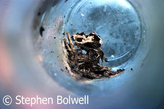 A bottle in a natural area will often provide a tomb for small creatures that once in cannot escape.
