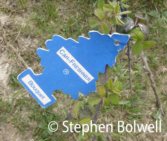 There was witty litter on the open Forest as well. The only bramble I saw where once it was extensive - maybe the aroma puts the grazers off.