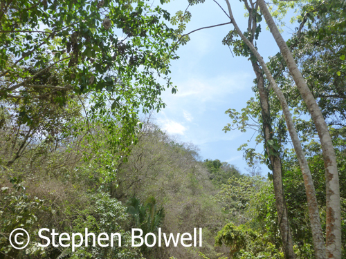 The local forest isn't pristine wilderness, but the further you walk up the hill away from agriculture and the local village, the more natural things become.