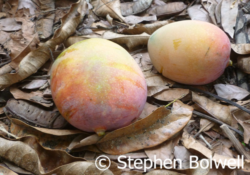 Fruits and seeds on the forest floor are often a good indication that interesting might visit the canopy above.