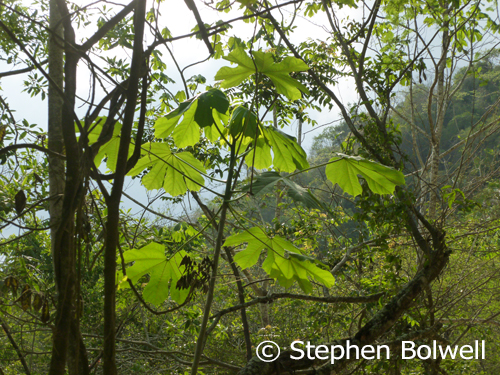 After rain, the varied greens of the forest are often intensified.