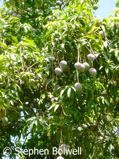 Trees at the edge of the forest are sometimes interlopers especially in agricultural areas.