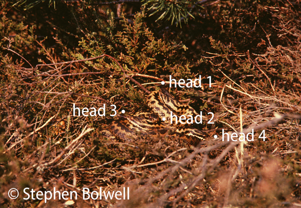 Courting adders in spring, a female, with four males in attendance in the mid-1970s. (The females head is not visible). This picture was taken to the left of where the dog is standing in the previous picture. On a spring day in 2016 - the heather has gone, entirely replaced by short grass and bare sandy soil.