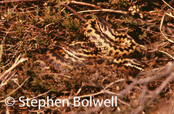A closer view: the female is the browner bodied individual near the front, the four sleeker males above her are lighter in colour - they have recently emerged from hibernation and are attentive to the female. Lying together increases their body temperatures. A week or so later the males performed the adder dance, a wonder of nature that few will ever see.