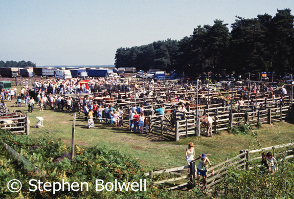 Commoners come together at Beaulieu Road Station to sell their ponies. This picture taken some time in the 1990s.