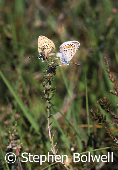 Silver studded Blue butterflies prefer short heather and there have been years when for a few short weeks the heath here has been busy with them.