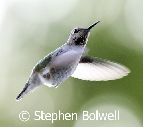 Flying between low flowering plants presents a danger to hummingbirds from predators such as cats which are out of all proportion to predator numbers in a natural environment.