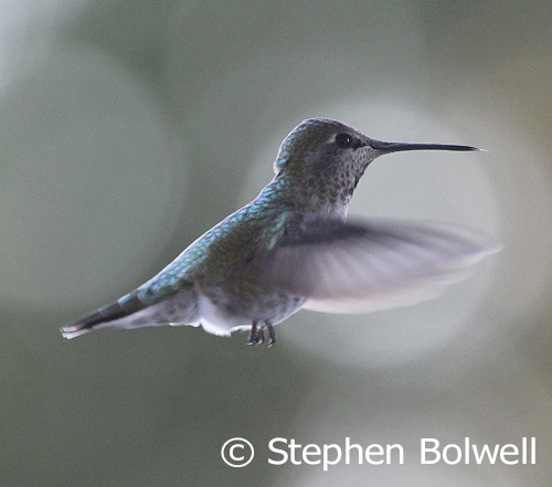 A hummingbird can metabolise sugars very quickly making an early morning intake of nectar avaibale as useful energy within about 20 minutes of feeding which is absolutely essential to survival. 