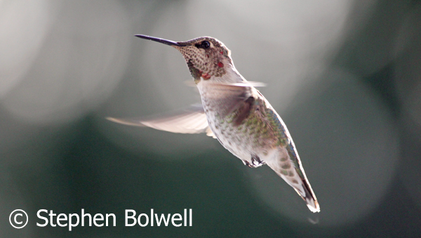 An immature male Anna's Hummingbird with developing irridescent throat feathers.