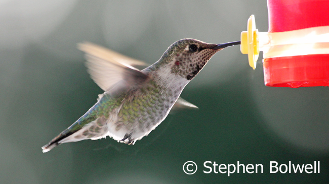 A young Anna's hummingbird making use of the feeder.