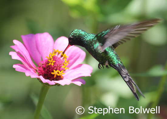 Vallarta Botanical Gardens - seldom have I felt more comfortable - it was the the beginning of the rainy season busy with my favourite birds - this a broad-billed hummingbird Cynanthus latirostris.