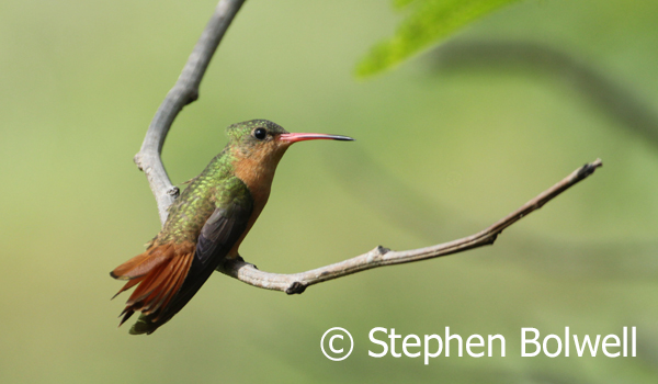 The Cinnamon Hummingbird, Amazilia rutila - hummingbirds are at their most spectacular in flight, but if they just sat around all day, you'd still be thinking 'wow'!