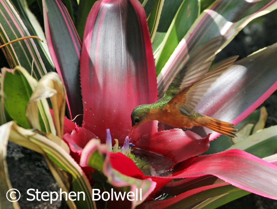 A cinnamon hummingbird visiting a bromeliad flowering in the garden.