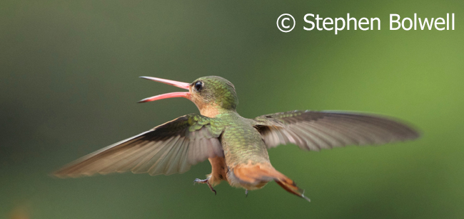A hummingbird can metabolise sugars very quickly making an early morning intake of nectar avaibale as useful energy within about 20 minutes of feeding which is absolutely essential to survival.