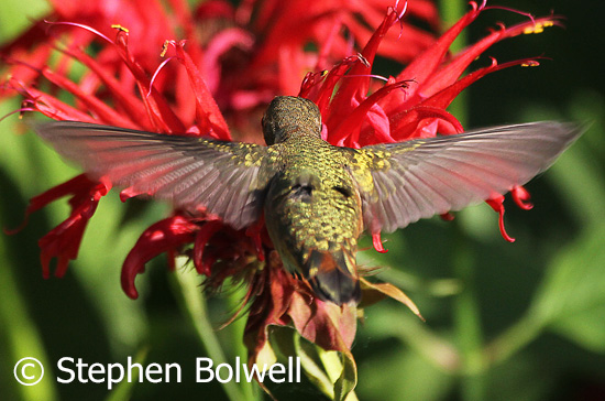 Spectacular in hovering flight a rufous hummingbird.